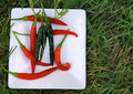 Heirloom Korean Gochu Pepper Seeds: Dark Chili for Kimchi, Organic Non-GMO