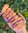 THANOS Superhot Pepper Seeds Packet - Non-GMO Organic Pepper