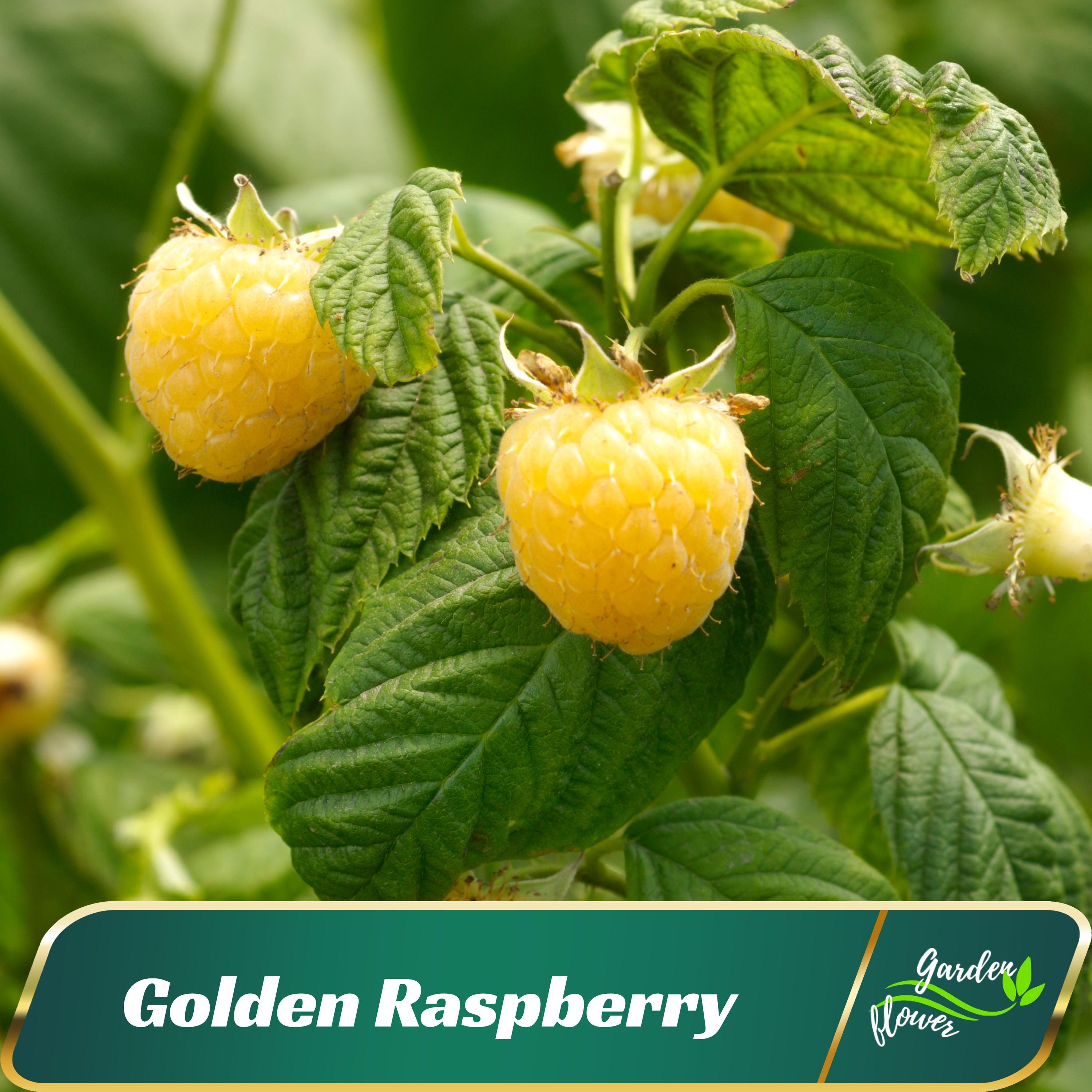 35s - Yellow Golden Raspberry Seeds - Golden Raspberry Seeds - Fruit Seeds - Perennial Seeds - Blooms in Summer to Early Fall #New 5-15