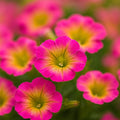 Yellow Pink Petunia Seeds: Vibrant Garden Blooms