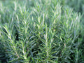 Rosemary Seeds | Heirloom - Non-GMO | Salvia Rosmarinus | Herb Seeds | Seed Store | 1163