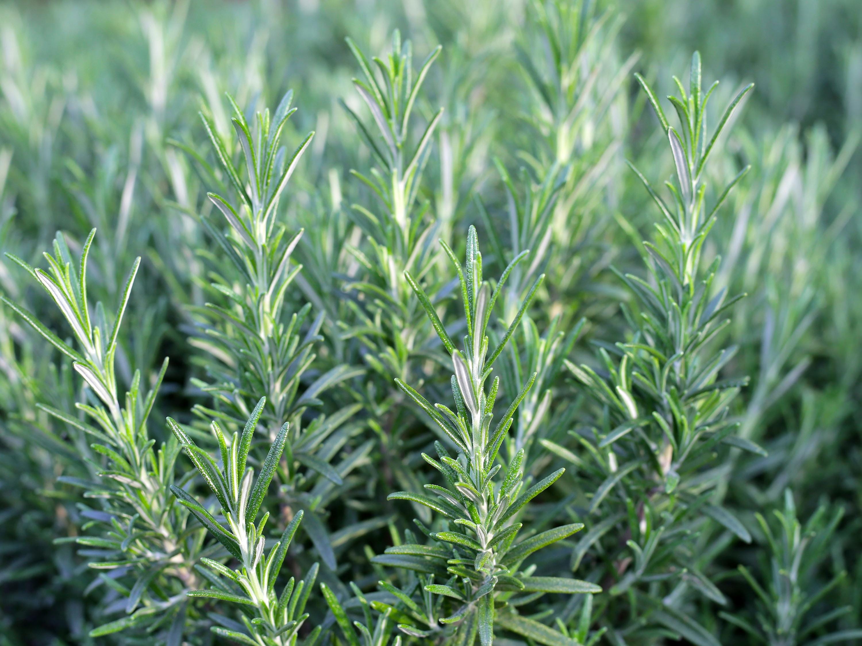 Rosemary Seeds | Heirloom - Non-GMO | Salvia Rosmarinus | Herb Seeds | Seed Store | 1163