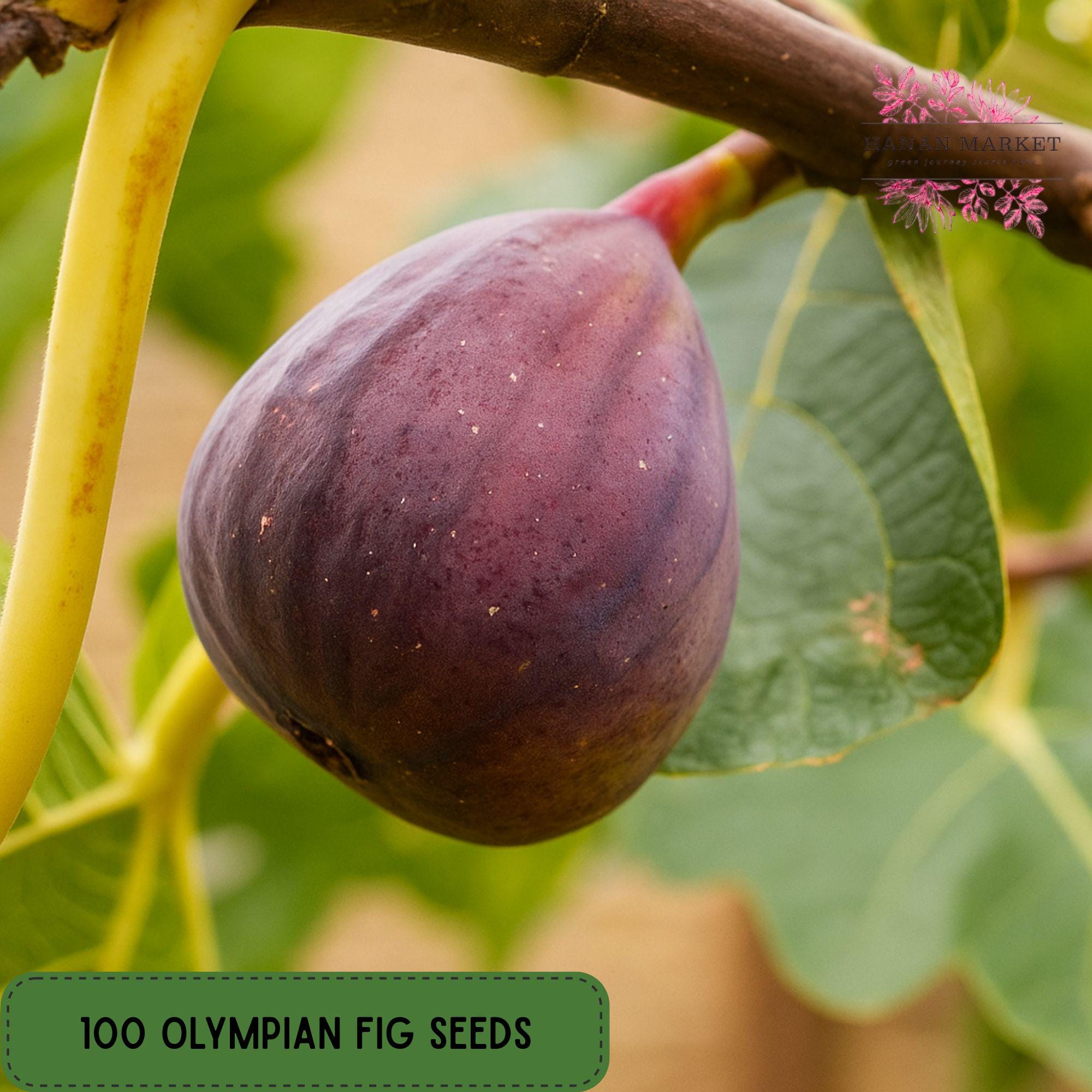 100 Olympian Fig Tree Seeds: Cold Hardy Ficus Carica