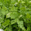 Chervil (seeds) French Parsley Heirloom Culinary Herb Fines Herbes Microgreens Gourmet Cooking Anise Flavor Garden Annual