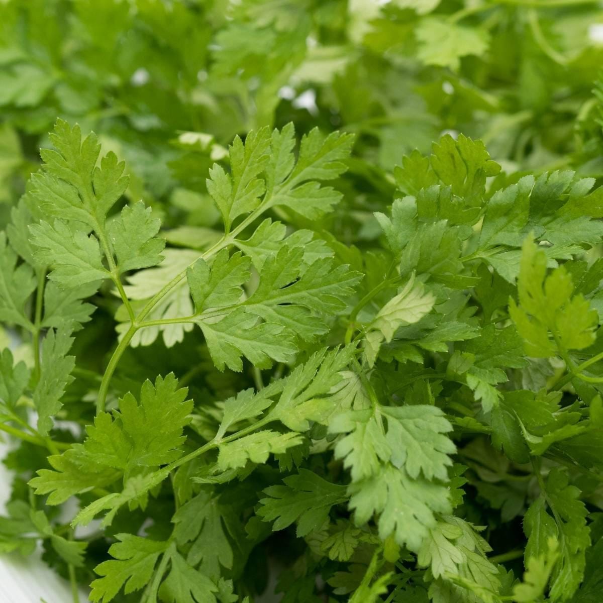 Chervil (seeds) French Parsley Heirloom Culinary Herb Fines Herbes Microgreens Gourmet Cooking Anise Flavor Garden Annual
