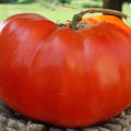 Moya Tomato Seeds