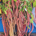 Amaranth 'Coral Fountain' seeds