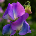 Turquoise Lagoon Semi Dwarf Sweet Pea Seeds: Fragrant Garden Blooms - 50 Seeds
