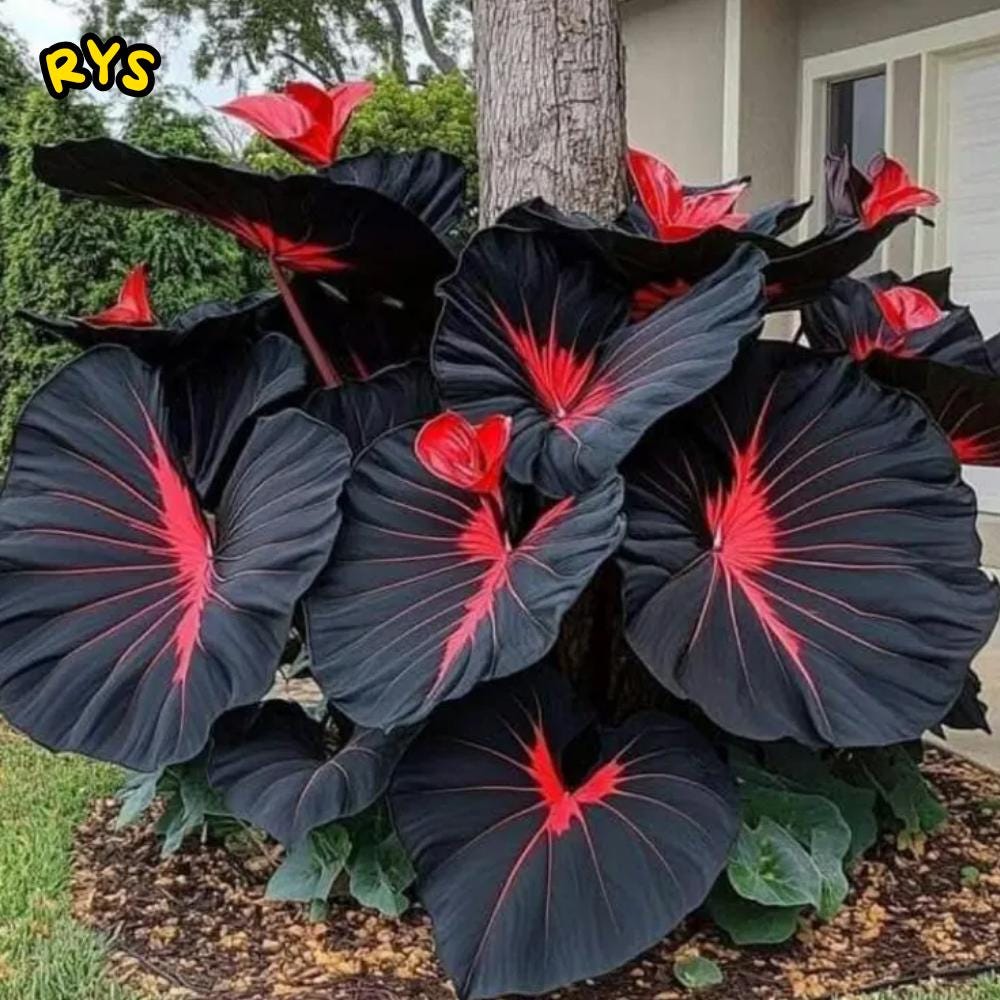 Black Caladium Seeds: Araceae Elephant Ear, Heart, Angel Wings (50 Seeds)