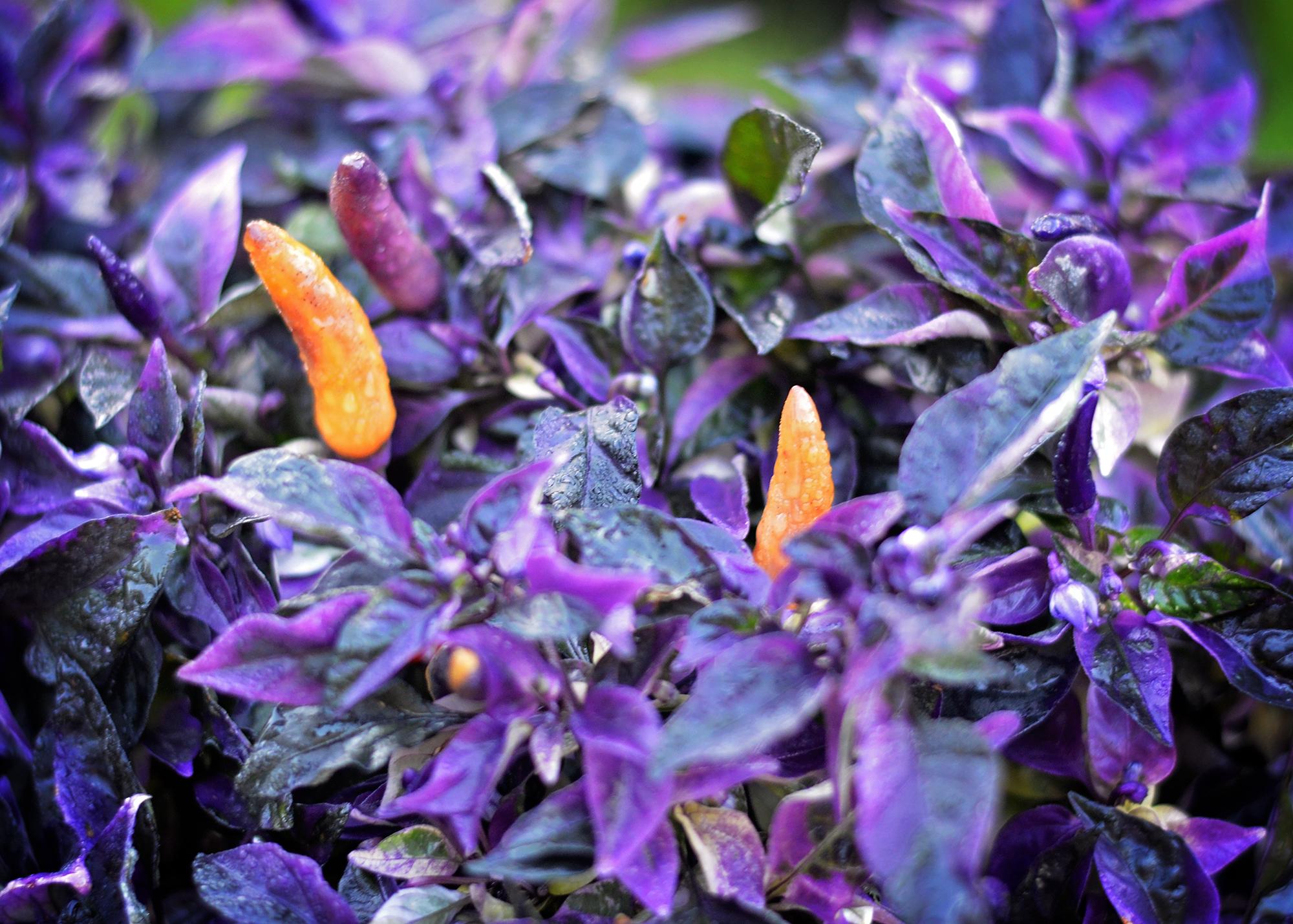 Dreamcatcher X Karneval Yellow F5 pepper seeds