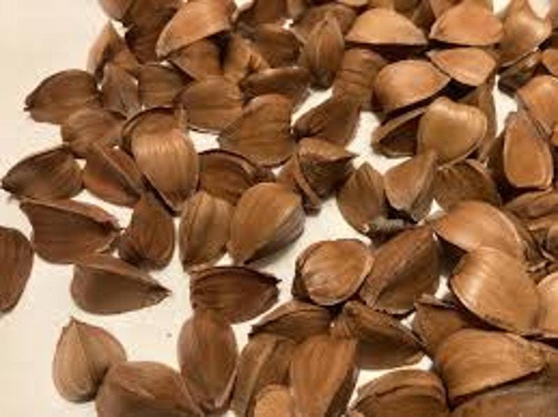 25 American Beech tree seeds, Ready to plant.