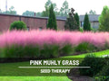 Pink Muhly Grass Seeds – Heirloom Ornamental, Drought Resistant & Easy to Grow, Landscaping Perennial Muhlenbergia capillaris | 30 Seeds