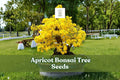 Apricot Bonsai Tree Seeds: Prunus armeniaca, Yellow Flowering (3 Seeds)