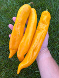 Sweet Palermo Yellow Pepper Seeds Pack - Non-GMO Organic Sweet Spicy Pepper great for gardening gift seeds, cooking!