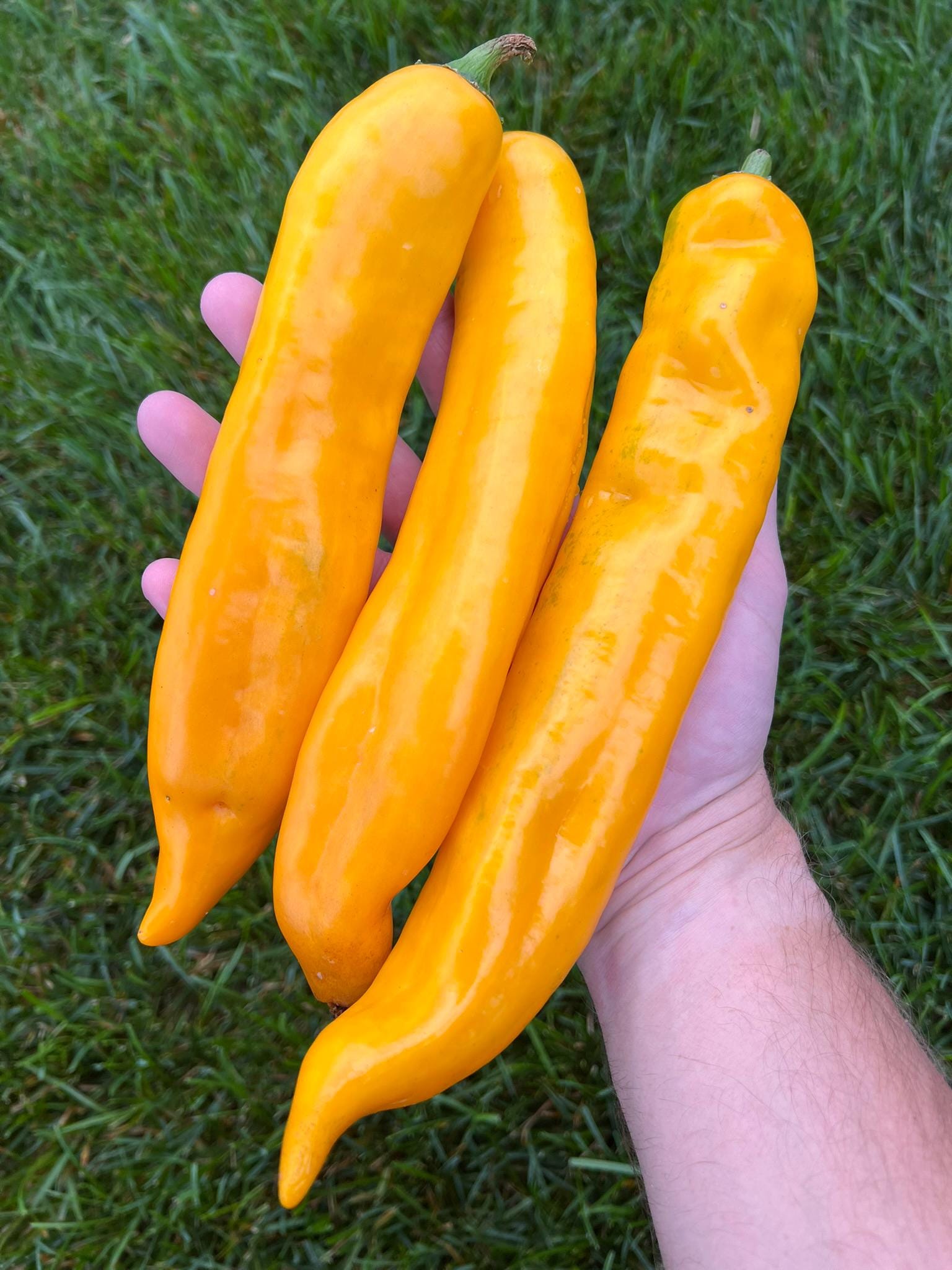 Sweet Palermo Yellow Pepper Seeds Pack - Non-GMO Organic Sweet Spicy Pepper great for gardening gift seeds, cooking!