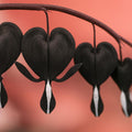 25 Black Bleeding Heart Perennial Flowers Seeds