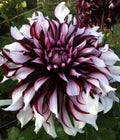 Rare Perennial Dahlia Flower Seeds - Vibrant Garden Blooms - 20 Pcs