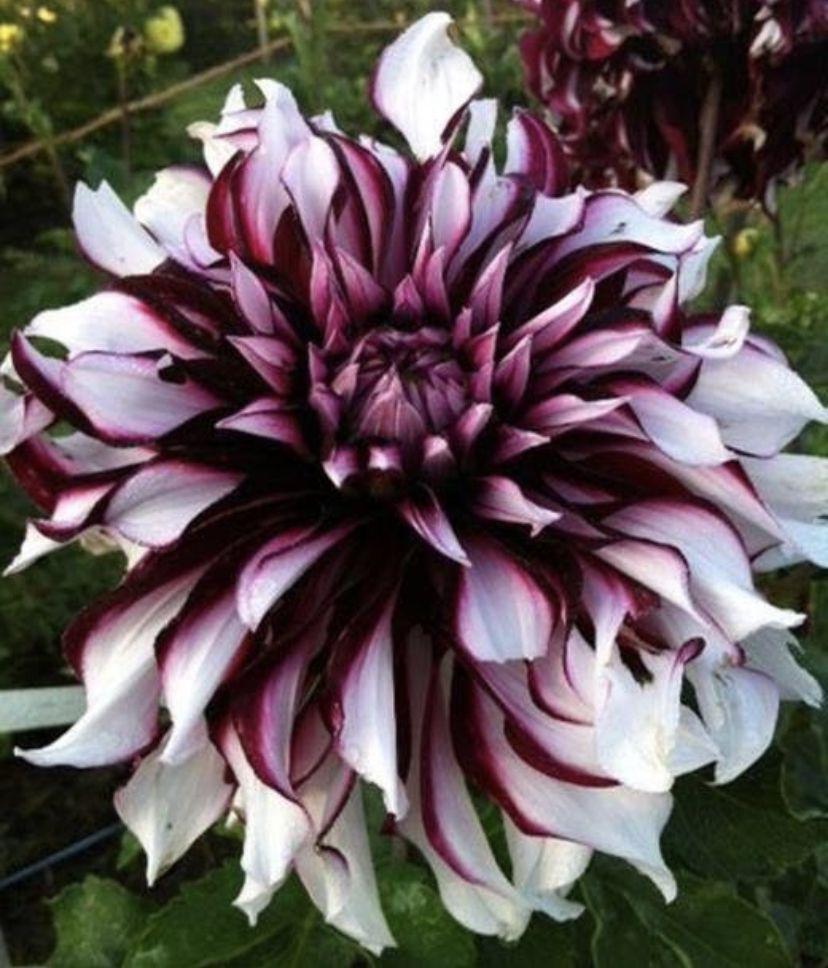 Rare Perennial Dahlia Flower Seeds - Vibrant Garden Blooms - 20 Pcs