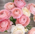 Elegance Pastello Ranunculus Pastel~ 5 bulbs Double Big Blooms.