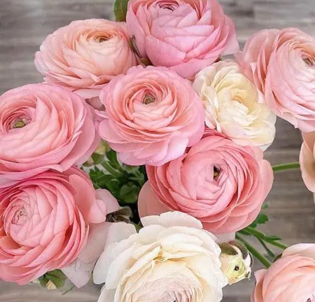 Elegance Pastello Ranunculus Pastel~ 5 bulbs Double Big Blooms.