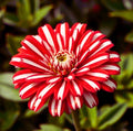 Peppermint Zinnia Double Bloom Rare Red And White Beautiful Non Gmo 50 Seeds