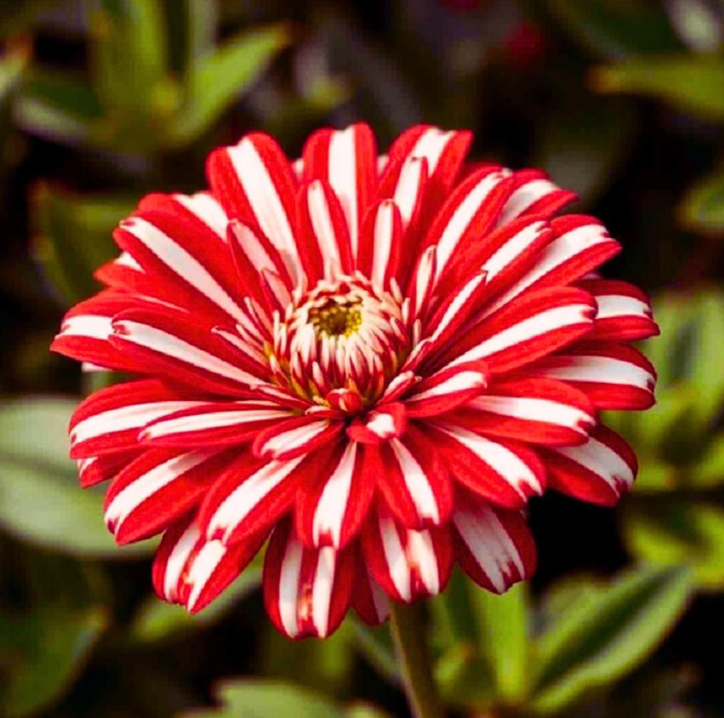 Peppermint Zinnia Double Bloom Rare Red And White Beautiful Non Gmo 50 Seeds