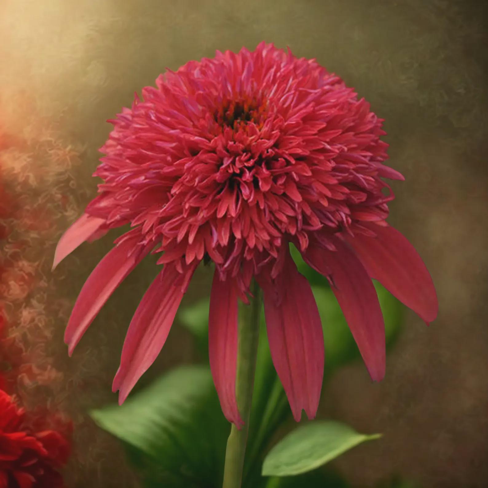 Double Cranberry Coneflower Seeds – Echinacea Perennial, Vibrant Red Flowers