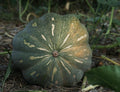 Crazy Tropical Pumpkin Seeds 15 Per Order Pesticide Free