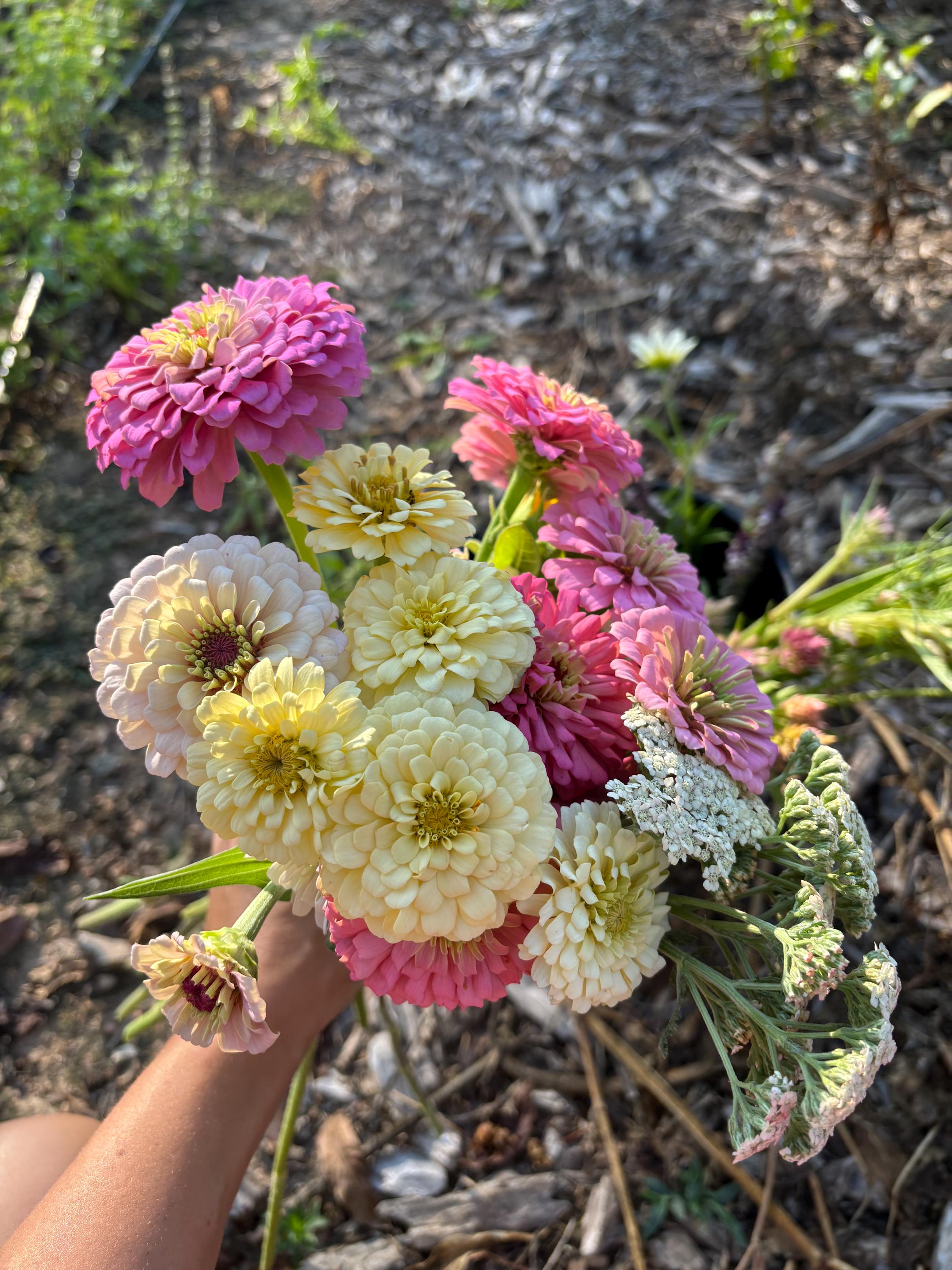 Zinnia seeds open-pollinated - Minimum of 25 seeds
