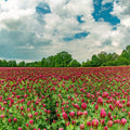 Crimson Clover Seeds 1/2 lb Best Cover Crop!!