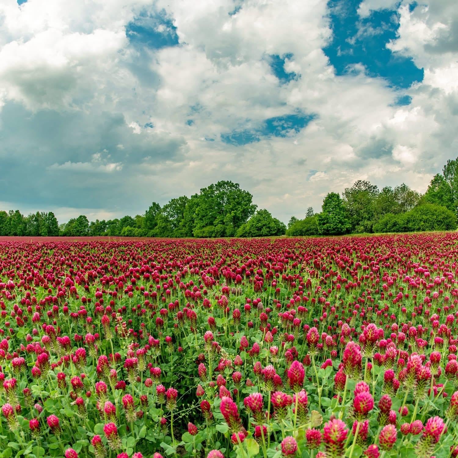 Crimson Clover Seeds 1/2 lb Best Cover Crop!!