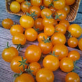 Pinocchio Orange Micro Tomato Seeds