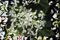 Virgin's Bower Vine Seeds: Fragrant White Clematis (100 mg)