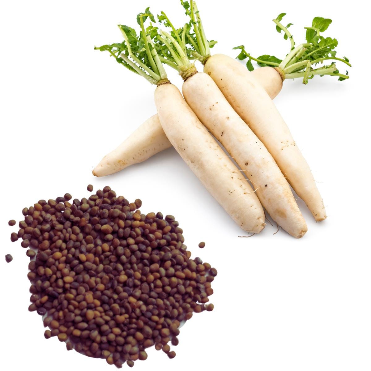 Radish, Groundhog (Raphanus sativus var. niger) 50 Organic Seeds (1 gram) by Smoke Camp Crafts - Tilling Radish, Nutrient Cycler, Cover Crop