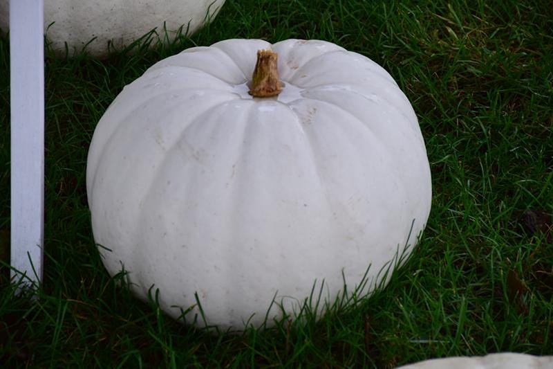 10 Lumina Pumpkin Seeds. Ships free
