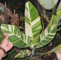 Musa sapientum variegate  10 SeedTropical plant Banana Fruit