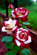 Twin Red & White Rose Seeds: 100+ Heirloom Flower Seeds