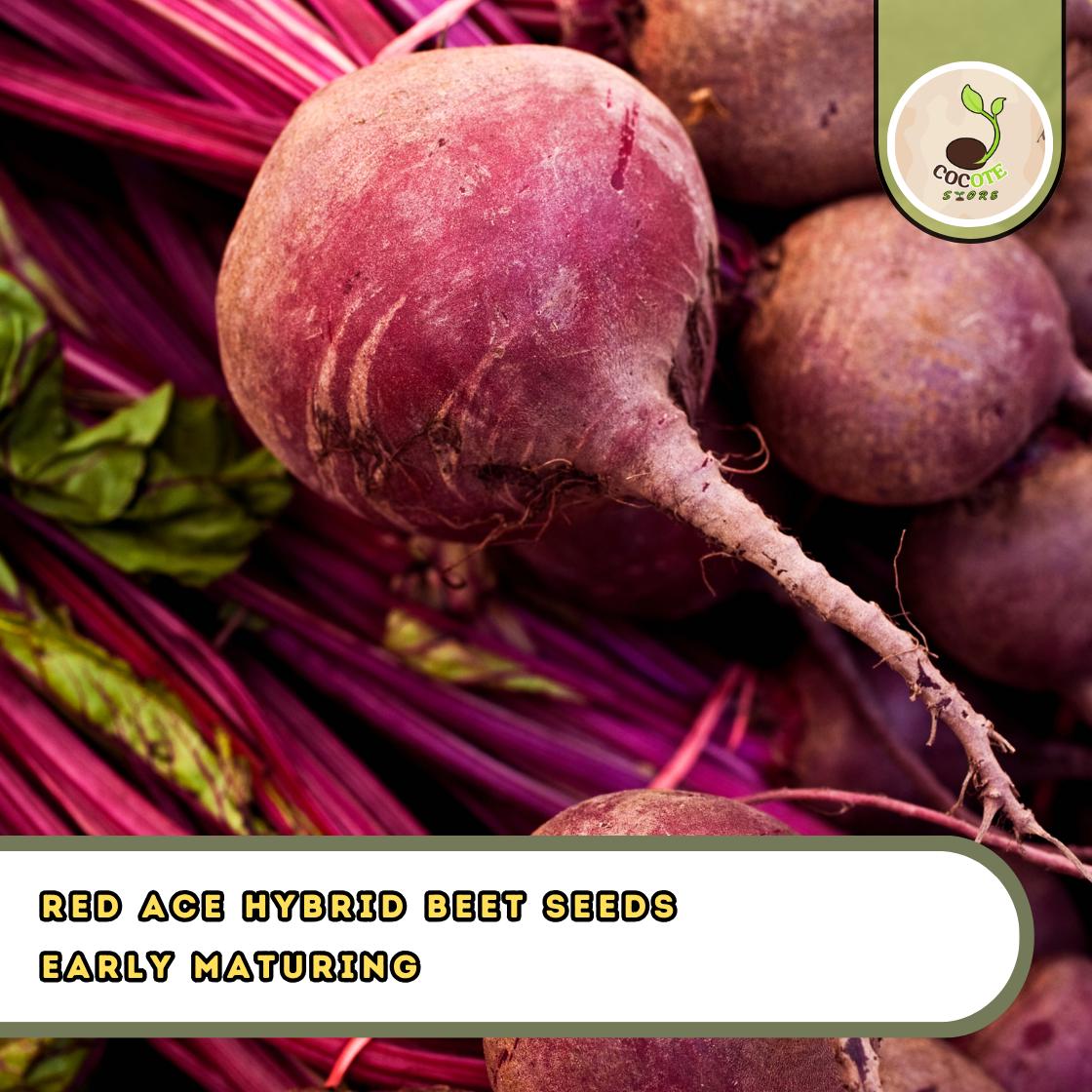 Red Ace Hybrid Beet Seeds – 100 Count Packet, Early Maturing & Drought Tolerant Variety