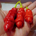 Peter Pepper Heirloom Non GMO 15 Seeds