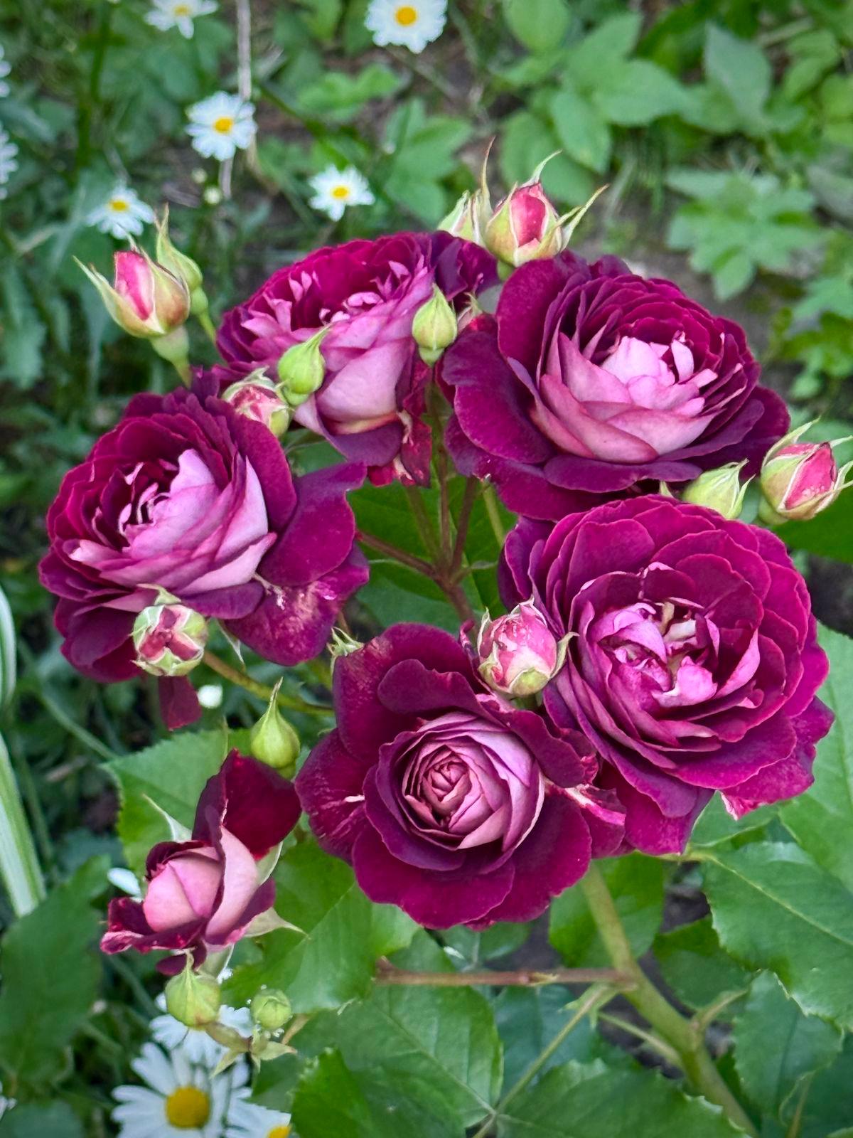 Rare Mix Rose Seeds: Perennial Rosa, USA Seller (5 Seeds)