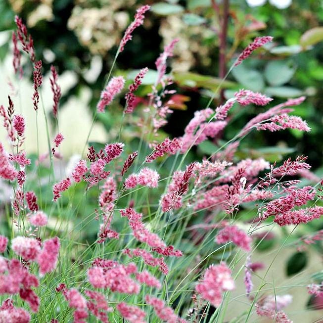 Pink Crystals Karoo Queen (Ornamental Grass) 10 Flower Seeds **QTY Restrictions - see description