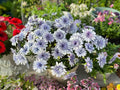 African Daisy Seeds, 30+, Cape Marigold, Purple Flower, Garden, Cut Flower, Beds, Easy to Grow