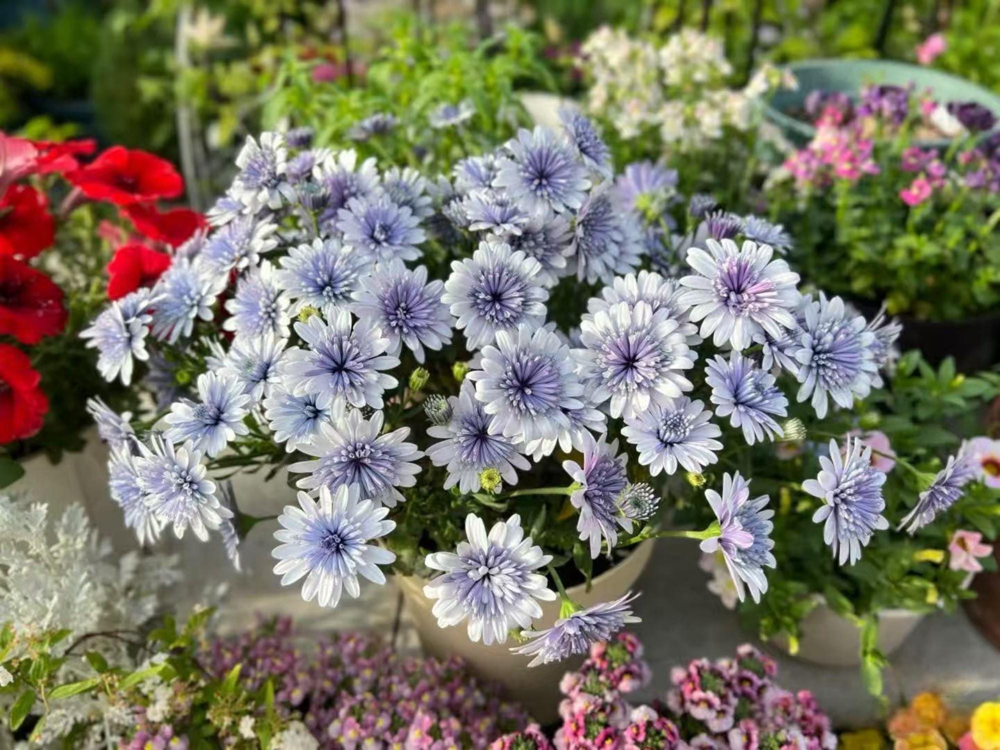African Daisy Seeds, 30+, Cape Marigold, Purple Flower, Garden, Cut Flower, Beds, Easy to Grow