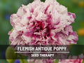 Flemish Antique Peony Poppy Seeds – Heirloom, Rare Red Rose Streaked Blooms, Edible Seeds, Unique Annual | 100 Seeds