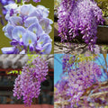 Wisteria Flower Seeds, Dark Purple