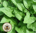 NEW! Good King Henry Seeds, Food Forest, Blitum Bonus-Henricus (formerly Chenopodium) BL9050