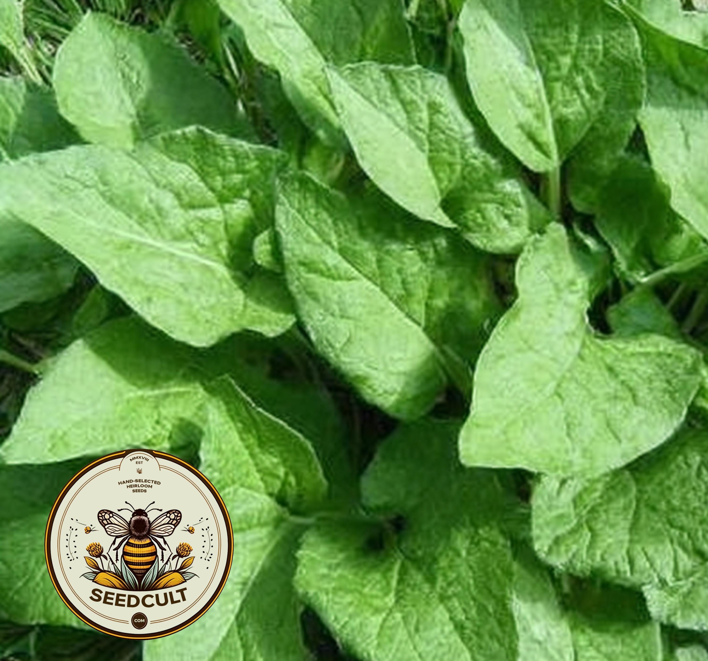 NEW! Good King Henry Seeds, Food Forest, Blitum Bonus-Henricus (formerly Chenopodium) BL9050