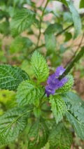50 Seeds Blue Porterweed (Stachytarpheta jamaicensis) Butterfly Attracting Perennial Flower Tropical Garden Plant Seeds