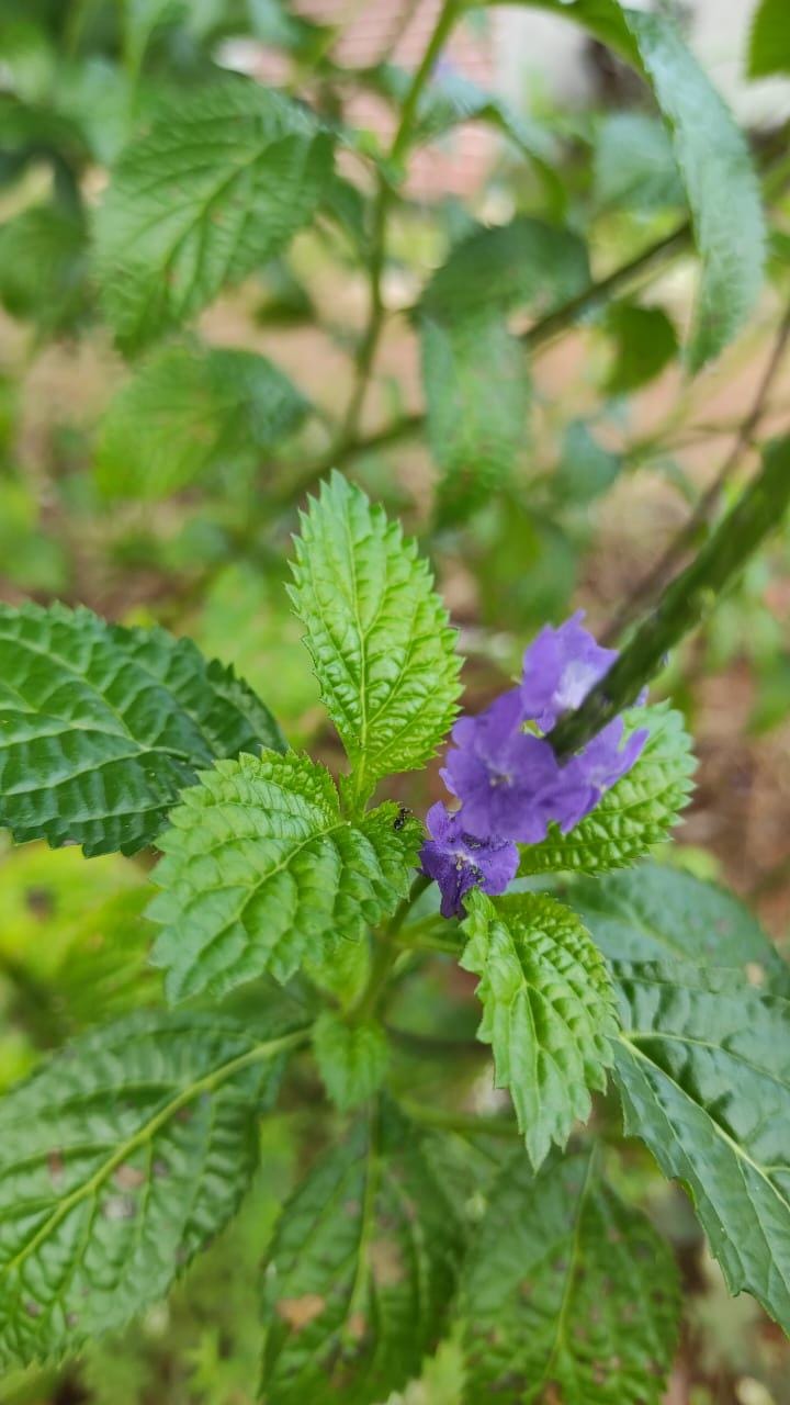 50 Seeds Blue Porterweed (Stachytarpheta jamaicensis) Butterfly Attracting Perennial Flower Tropical Garden Plant Seeds