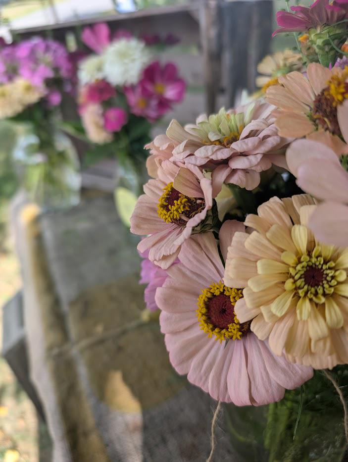 Zinnia Seeds- 75 seeds per packet